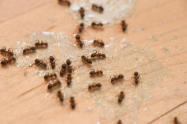 Pest Control for Restaurants in Willowbrook, CA
