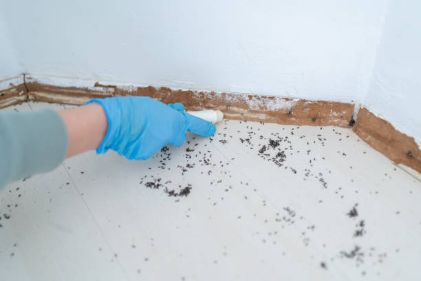 Best Flea Control Services  in Willowbrook, CA
