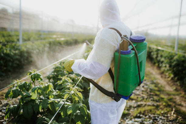 Best Termite Control Services  in Willowbrook, CA